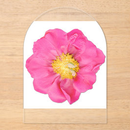 Weiche rosa Pfingstrose Botanical Acryl  Acryleinladungen