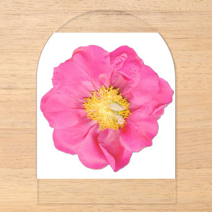 Weiche rosa Pfingstrose Botanical Acryl Acryleinladungen