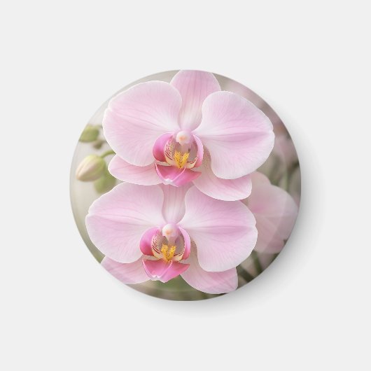 Weiche rosa Phalaenopsis-Orchidee Magnet (Vorne)