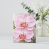 Weiche rosa Phalaenopsis-Orchidee Postkarte (Stehend Vorderseite)