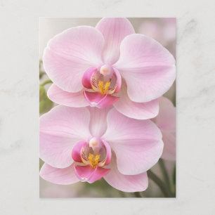 Weiche rosa Phalaenopsis-Orchidee Postkarte