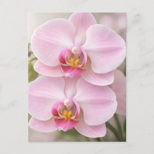 Weiche rosa Phalaenopsis-Orchidee Postkarte (Vorderseite)