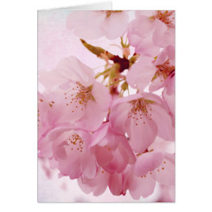 Weiche Vintage rosa Kirschblüten