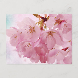 Weiche Vintage rosa Kirschblüten Postkarte