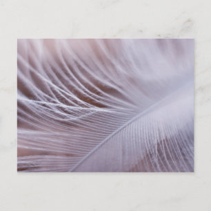Weiche weiße Federmakro-Fotografie Postkarte