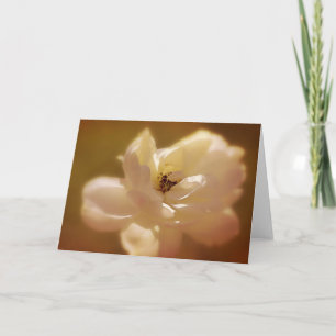 weiche weiße Rosenblindkarte Karte