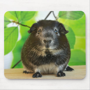 Weicher Silberfuchs Guinea Pig Mousepad