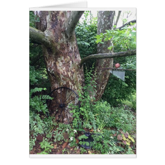 Weicher Sommerregen (Vorne)