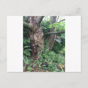 Weicher Sommerregen Postkarte