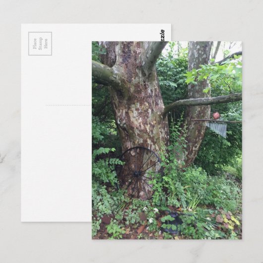 Weicher Sommerregen Postkarte (Vorne/Hinten)