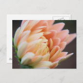 Weiches Postcard Postkarte (Vorne/Hinten)