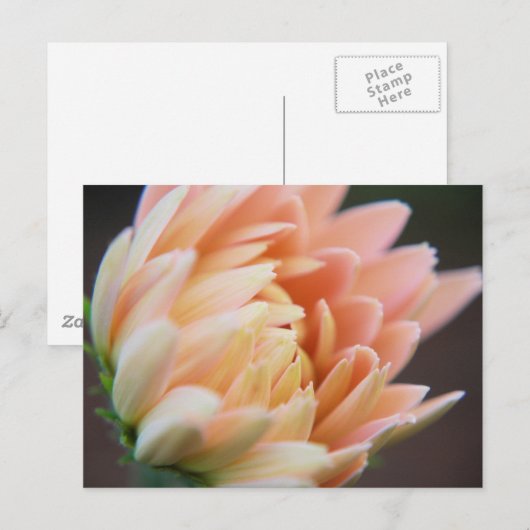 Weiches Postcard Postkarte (Vorne/Hinten)