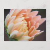 Weiches Postcard Postkarte (Vorderseite)