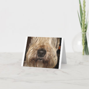 weiches überzogenes wheaton terrier.png karte