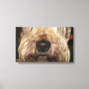 weiches überzogenes wheaton terrier.png leinwanddruck