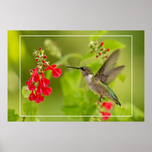 Weichgrüner Sommer Poster (Vorne)