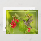 Weichgrüner Sommer Postkarte (Vorne/Hinten)