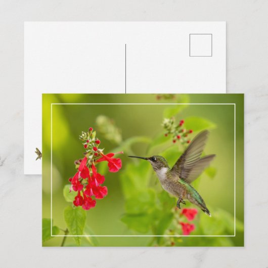 Weichgrüner Sommer Postkarte (Vorne/Hinten)