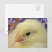 Weichheit Postkarte (Vorne/Hinten)