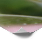 Weichrosa Rose Poster (Ecke)