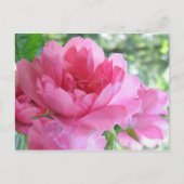 Weichrosa Rose Postkarte (Vorderseite)