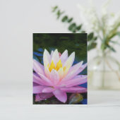 Weichrosa Wasserlilie Postkarte (Stehend Vorderseite)