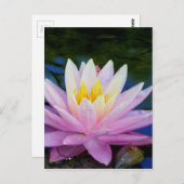 Weichrosa Wasserlilie Postkarte (Vorne/Hinten)
