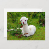Weichtes Alpaca-Tier Postkarte (Vorne/Hinten)