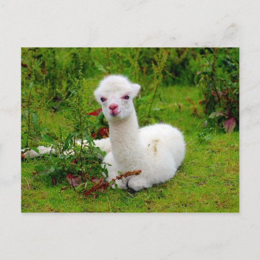 Weichtes Alpaca-Tier Postkarte (Vorderseite)