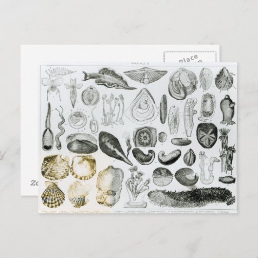 Weichtiere Postkarte (Vorne/Hinten)