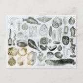 Weichtiere Postkarte (Vorderseite)