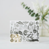 Weichtiere Postkarte (Stehend Vorderseite)