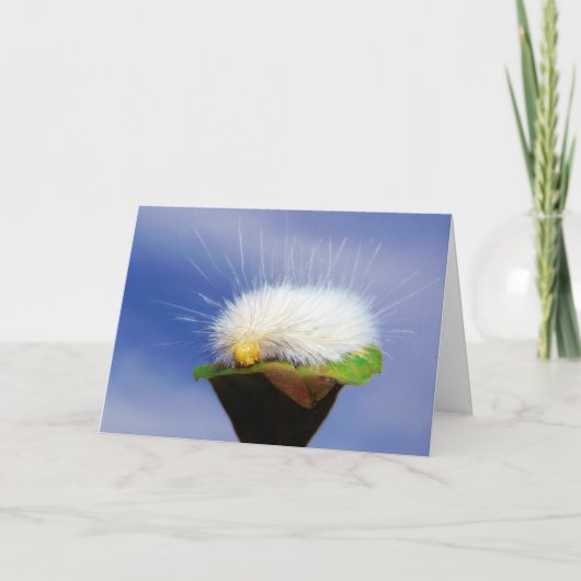 Weichweiße Raupe Karte (Vorderseite)