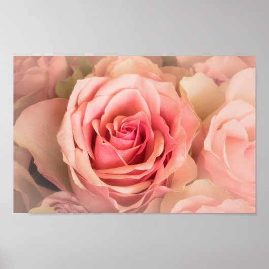 Weichzeichnen der Rose Poster (Vorne)