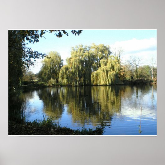 Weide am See weinend Poster (Vorne)