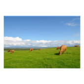 Weide auf einer Wiese in Irland Foto drucken (Vorne)