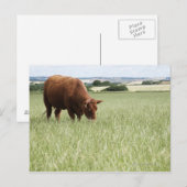 Weide auf Wiese Postkarte (Vorne/Hinten)