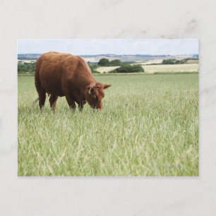 Weide auf Wiese Postkarte