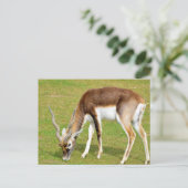 Weide der männlichen indischen Antilope Postkarte (Stehend Vorderseite)