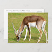 Weide der männlichen indischen Antilope Postkarte (Vorne/Hinten)