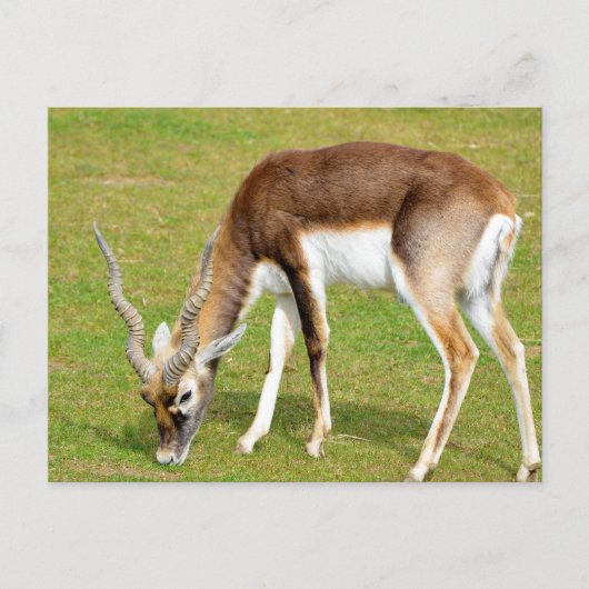 Weide der männlichen indischen Antilope Postkarte (Vorderseite)