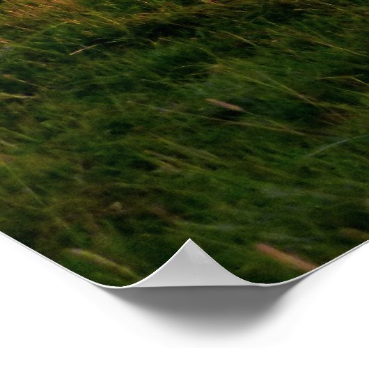 Weide des Schwarzen Angus Poster (Ecke)