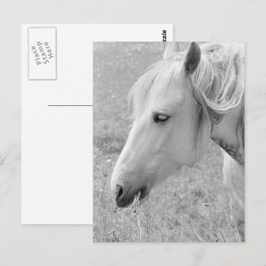 Weide Grau Postkarte (Vorne/Hinten)