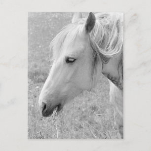 Weide Grau Postkarte