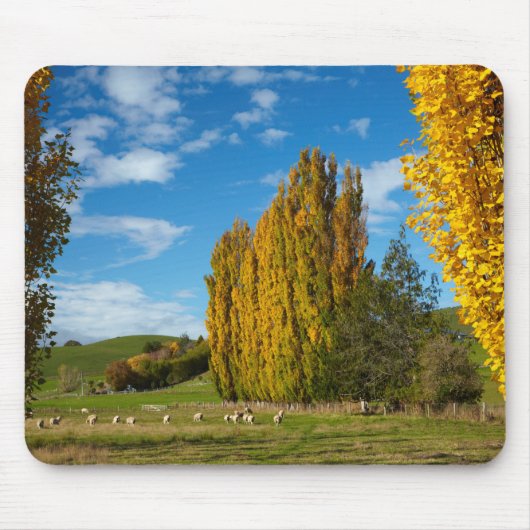 Weide mit Schafen Mousepad (Vorne)