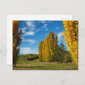 Weide mit Schafen Postkarte (Vorne/Hinten)