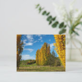 Weide mit Schafen Postkarte (Stehend Vorderseite)