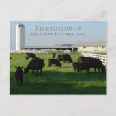 Weideanguskühe, Eisenhower Farm, Gettysburg Postkarte (Vorderseite)