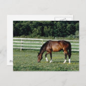 Weidebucht mit weißen Socken Postkarte (Vorne/Hinten)