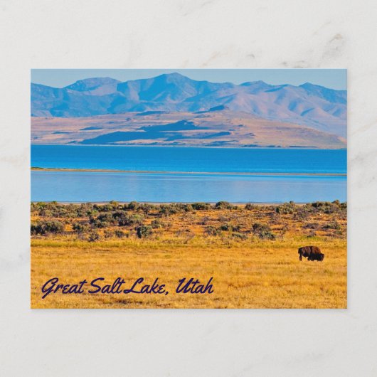Weidebuffet, großer Salzsee, Utah Postkarte (Vorderseite)